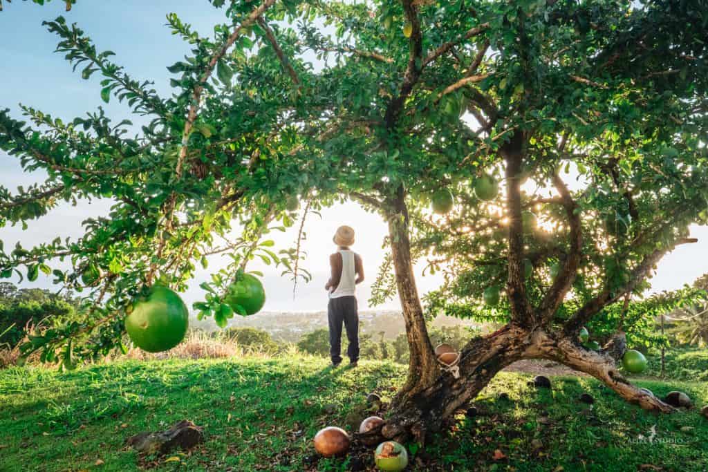 un homme de dos sous les branches d'un manguier lors d'un voyage spirituel