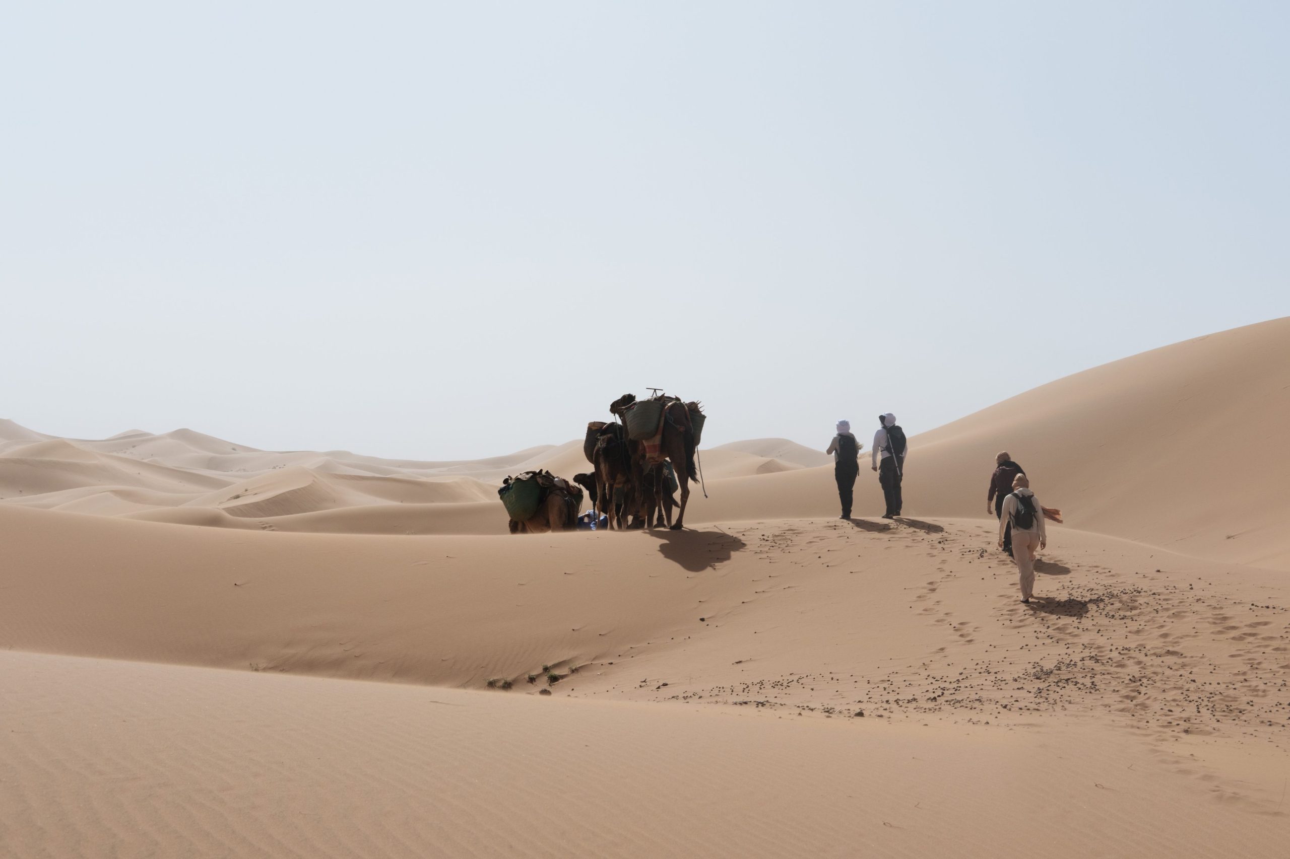 Marche méditative dans le désert avec des dromadaires lors de la retraite spirituelle HUMAN au Maroc.