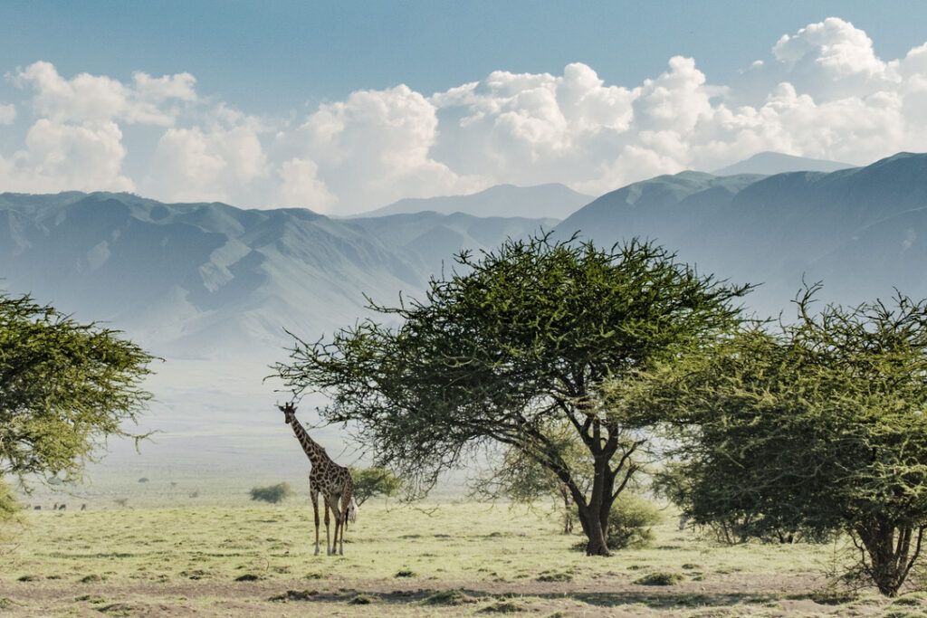 Girafe dans la savane tanzanienne, immersion dans le vivant lors d’une retraite humanité en Afrique