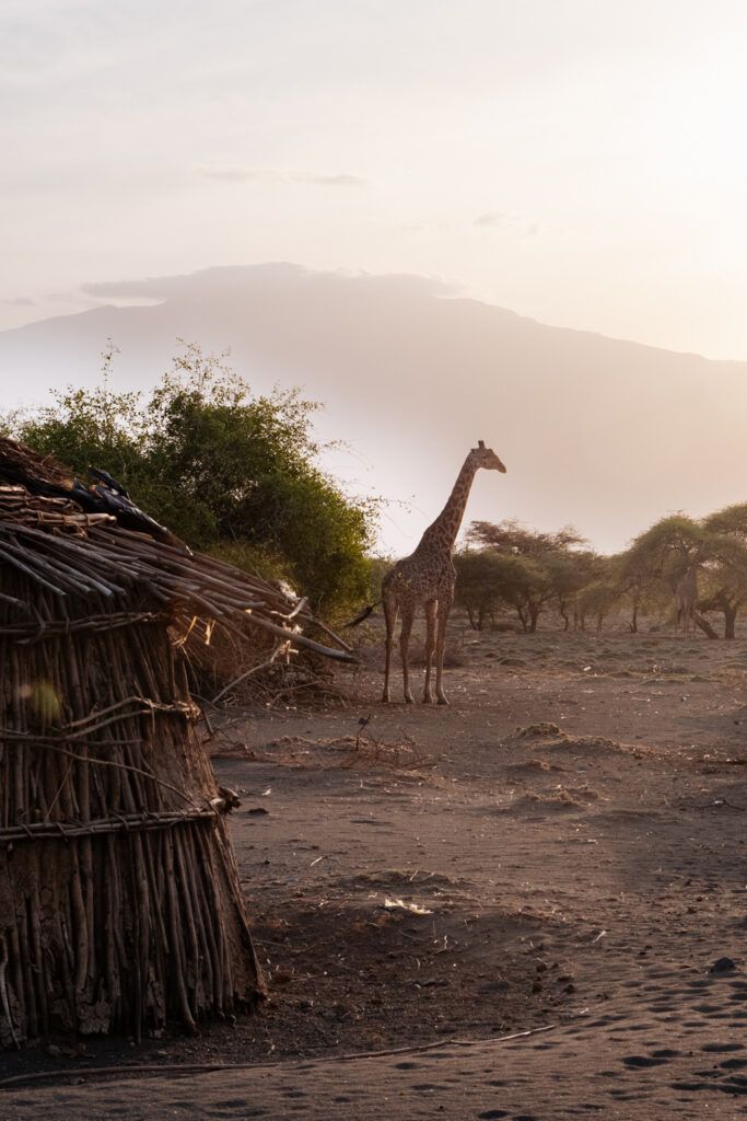 Girafe en liberté au coucher du soleil pendant la retraite initiatique en Afrique HUMAN en terre Massaï.